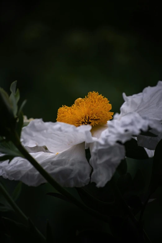 this is the inside of a beautiful white flower