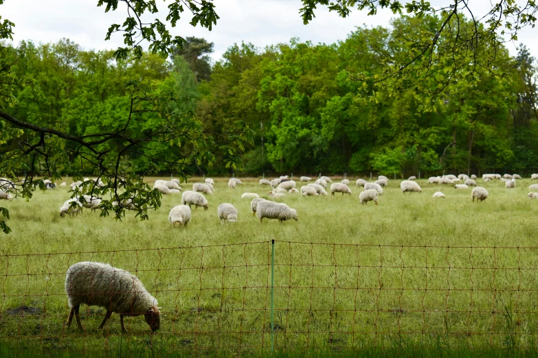 a fenced in field with some sheep grazing on it