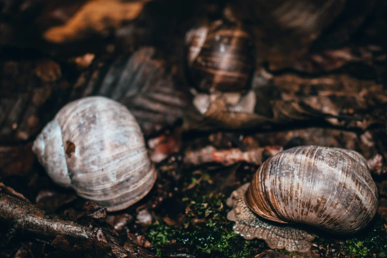 two seashells on the ground and moss