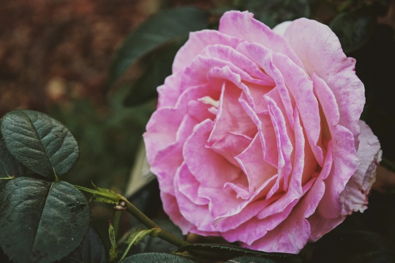 pink rose with dark green leaves growing behind it