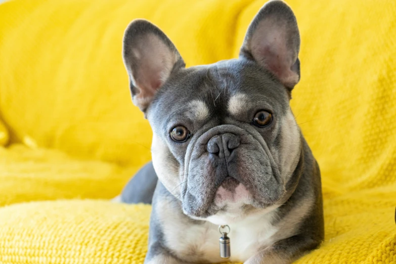 a gray and white dog sitting on top of a yellow couch