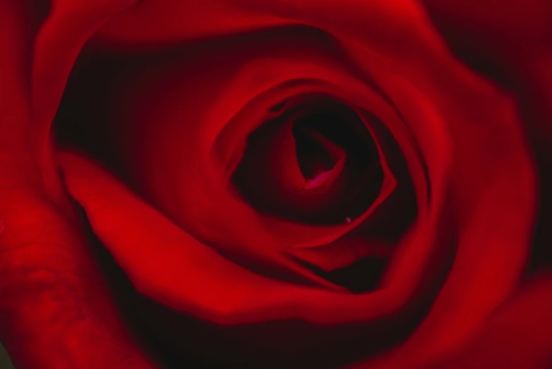 closeup of the center and the red color in a rose