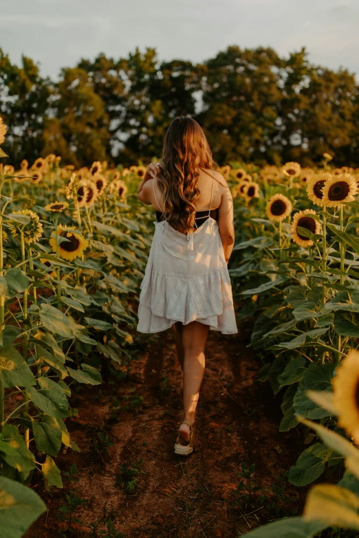 a girl in white dress walking through large sunflower field