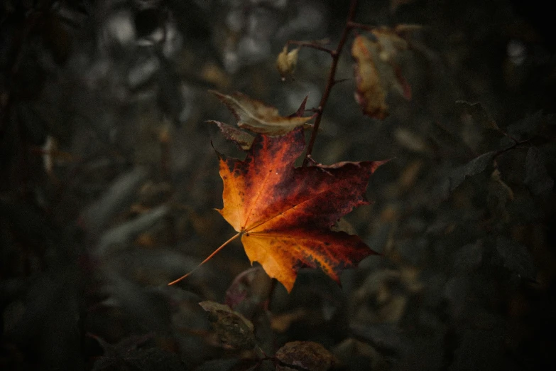 a leaf sits on top of some nches