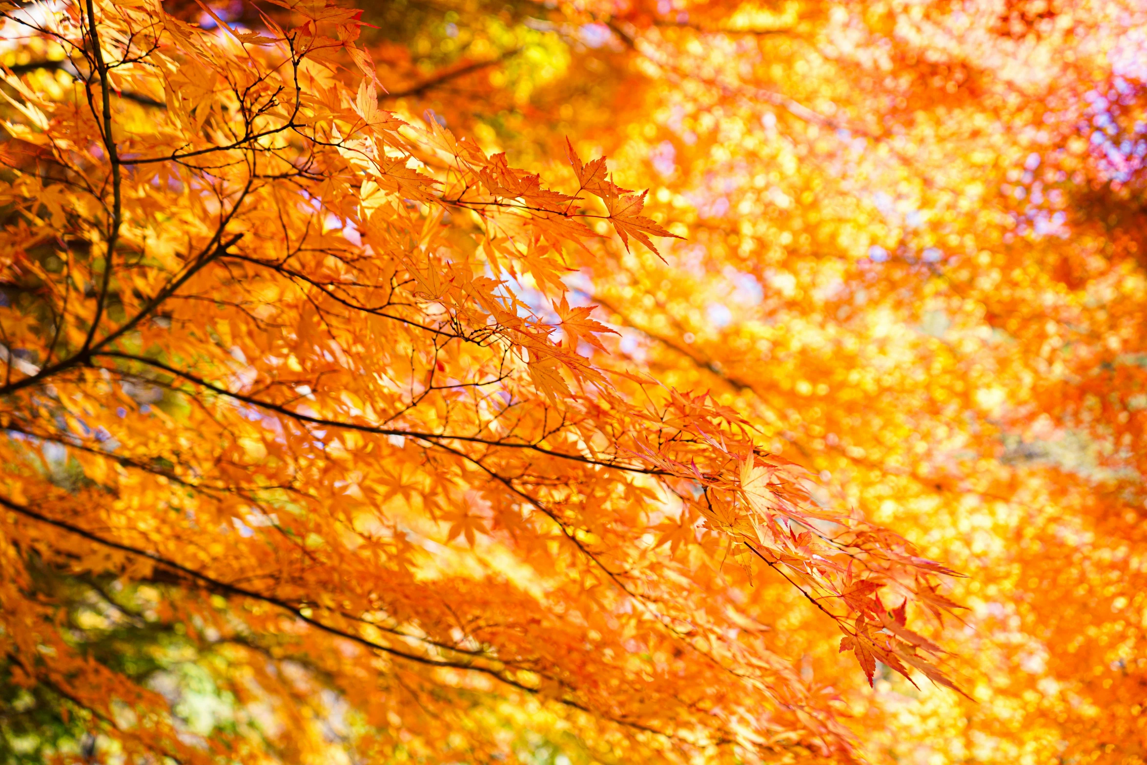 the leaves are changing color in autumn