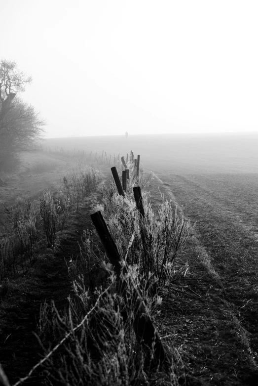 a lone cow standing in the middle of a field