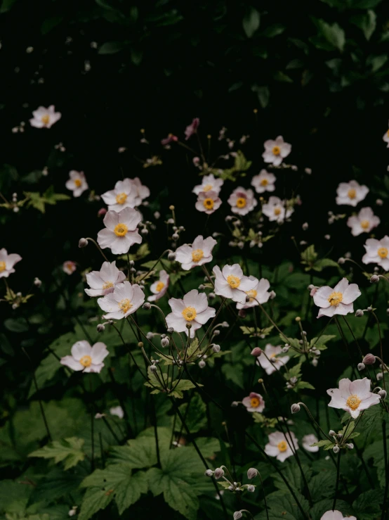 a bunch of pretty white flowers growing in the grass