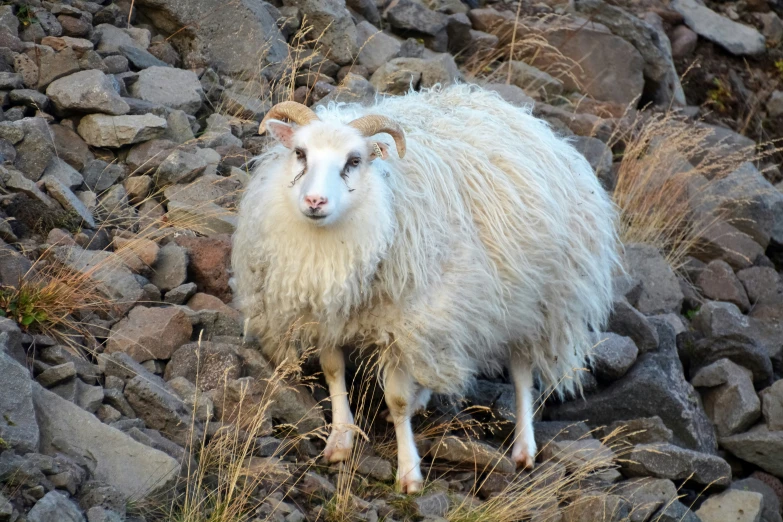 a sheep that is standing on some rocks