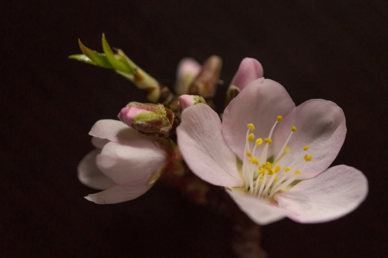 a close up image of a flowering plant in full bloom