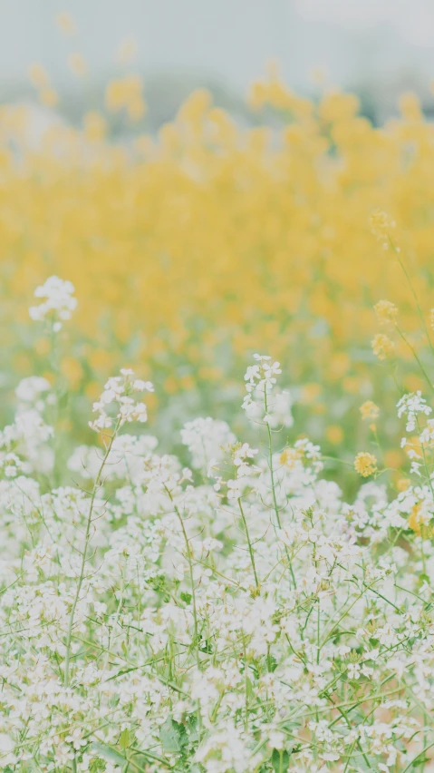 white flowers grow in an open field on a cloudy day