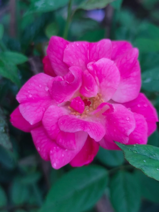 a pink flower with some green leaves around it