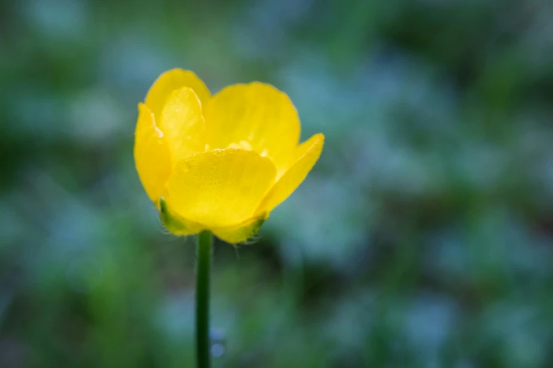 a flower with a blurred background, in yellow