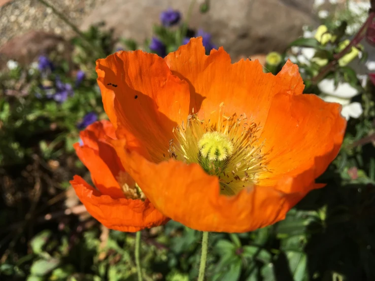 two orange flowers in the middle of some grass