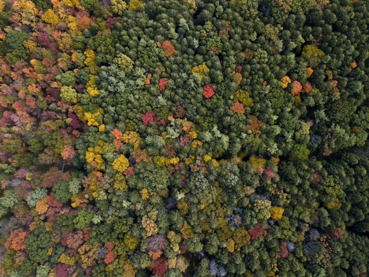 aerial view from above of trees with multi - colored leaves