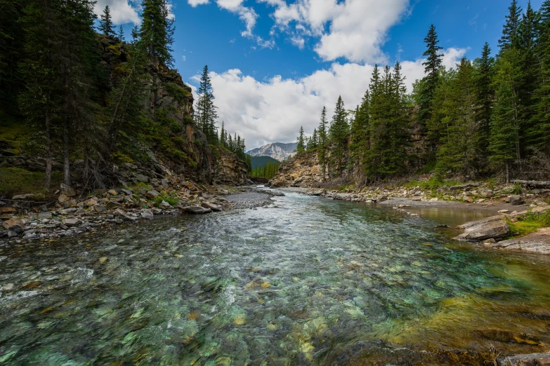 a view of a small river in the woods from a high bank