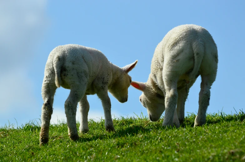 a couple of sheep that are standing on a hill