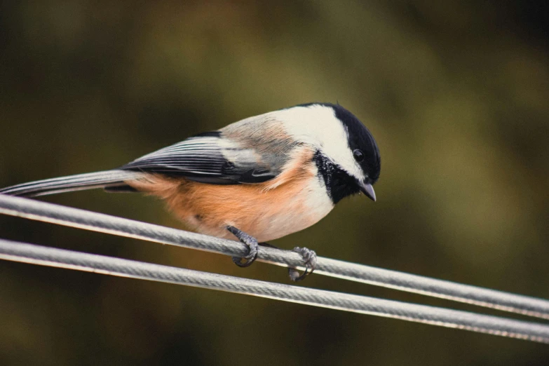 a close up of a bird sitting on a wire