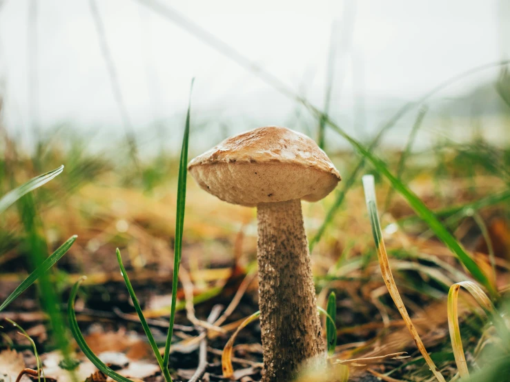 a single mushroom that is sitting in the grass