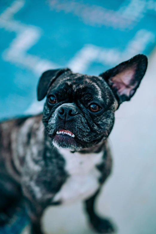 a small dog sitting on the carpet looking straight ahead