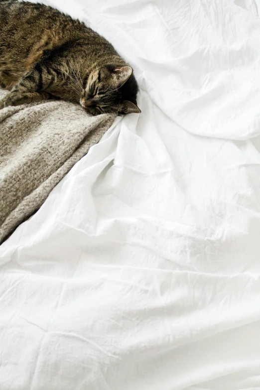 a brown cat sleeps on a white comforter