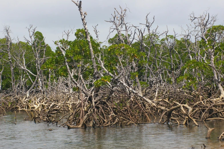 an image of the trees in the river that look very dry