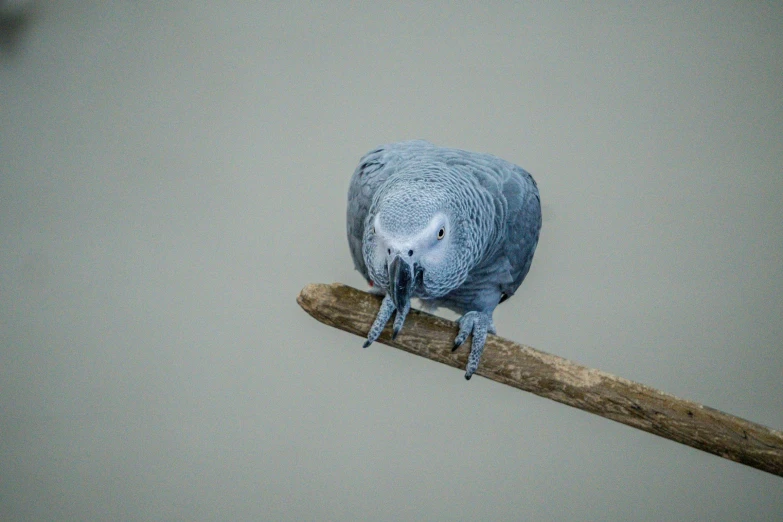 a blue bird sitting on a piece of wood