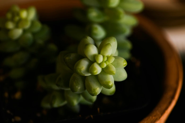 a plant with green leaves that is growing