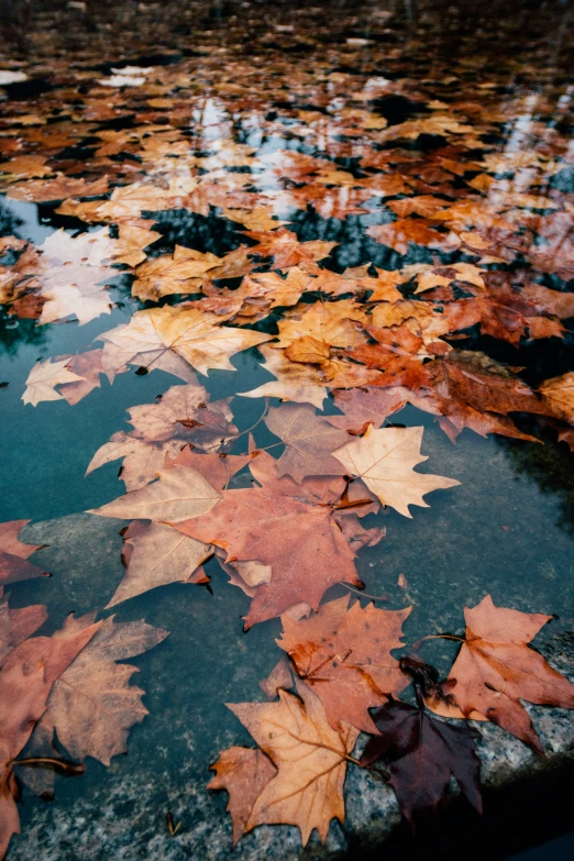 a bunch of fallen leaves laying in a pool of water