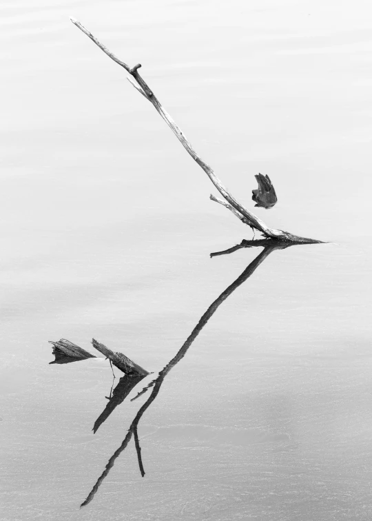 the long sticks are reflected in water