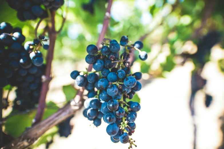 blue gs on the vine are almost ready to be picked