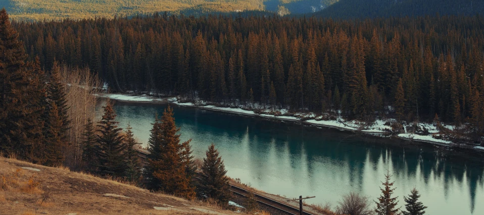 a group of trees sitting next to water in the middle of a forest