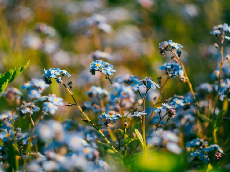 several small blue flowers blooming in an area