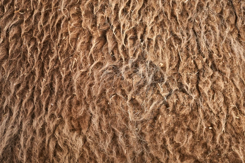 some very textured looking animals fur on display