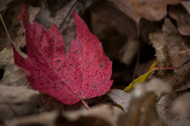 a leaf sitting on top of dry leaves in the woods