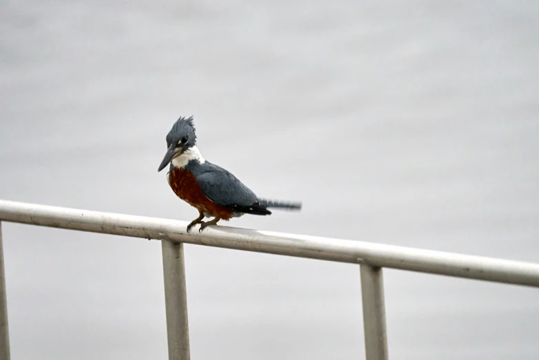 a bird with a blue beak standing on a fence rail