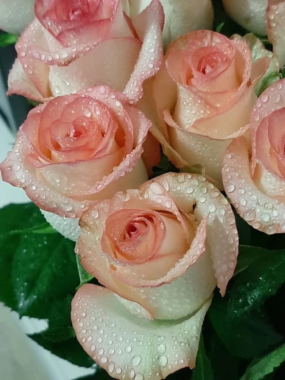 beautiful pink roses with water drops all over them