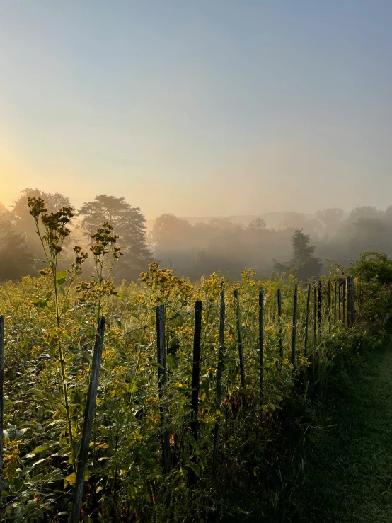 the fog is covering the landscape by the fence