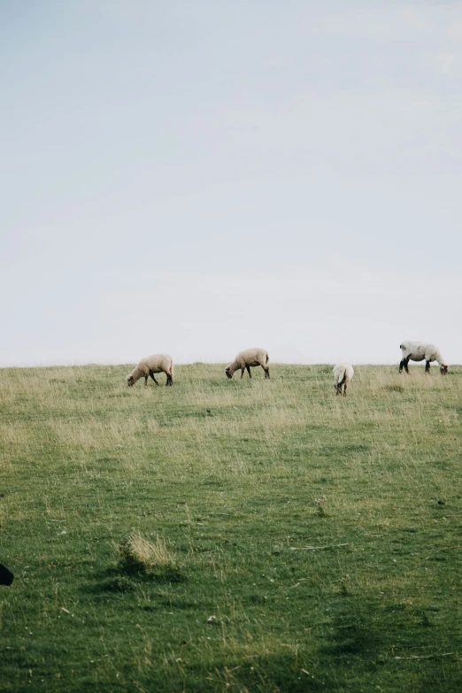 there are several sheep grazing on a green field