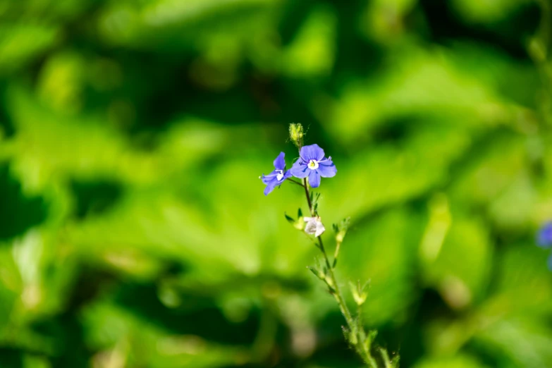 a blue flower standing in the middle of a green forest