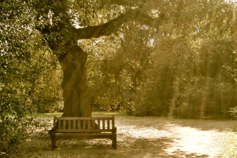 a bench in the sun near a tree