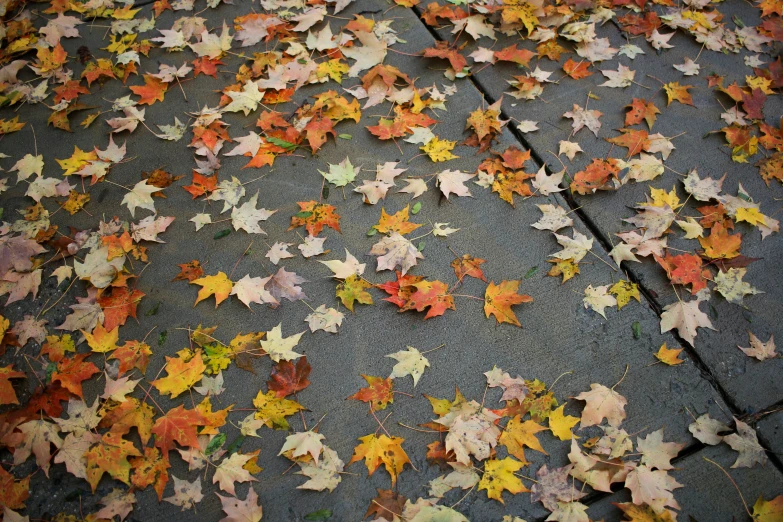 this is an image of several leaves on the ground