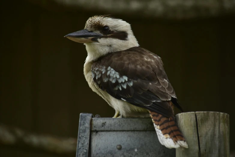 a large bird sitting on top of a metal bucket