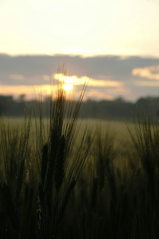 a wheatfield under the setting sun with the sun in the distance