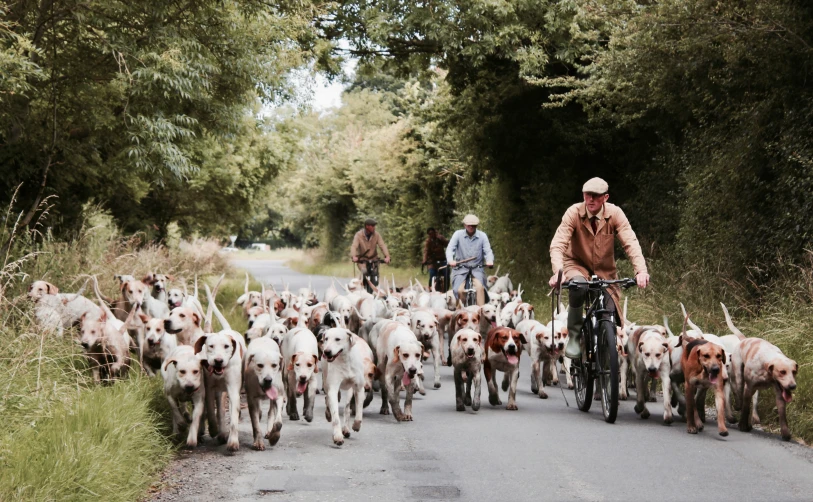 a group of dogs is herding on a bicycle as a man with two bicycles watches