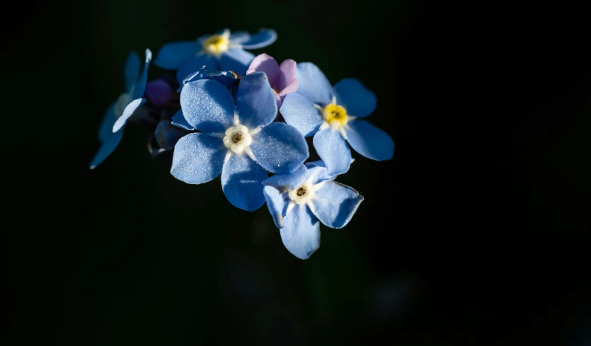 some blue flowers sitting on the back of a chair
