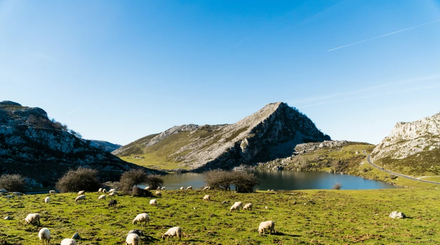 there are many sheep on this pasture in the mountains