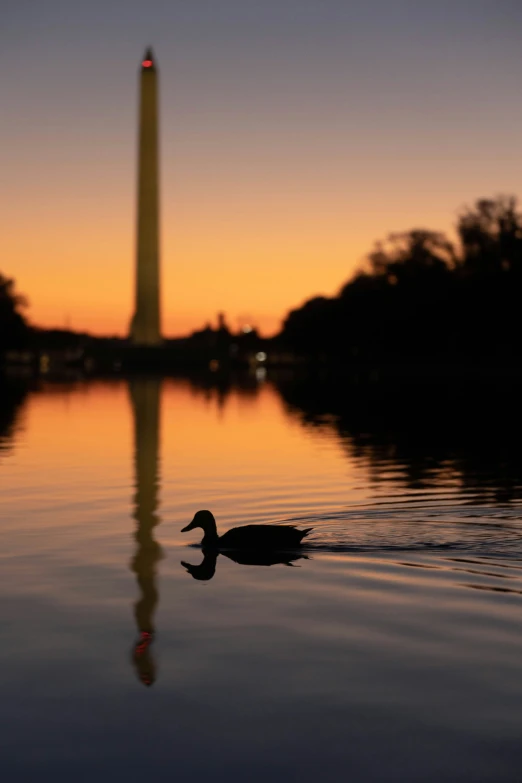 a duck is swimming in a lake near the washington monument at sunset