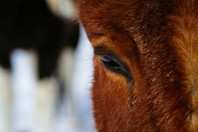 the horse is looking at you with a blurred background