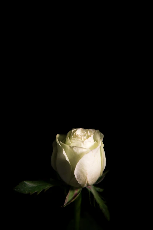 a white rose sitting in the dark on a table