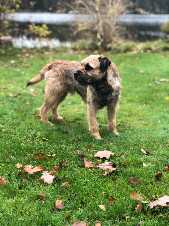 a black and brown dog standing on top of grass